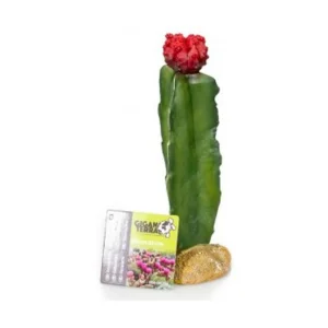 Cactus 5 Nº298 – 8X8X21Cm