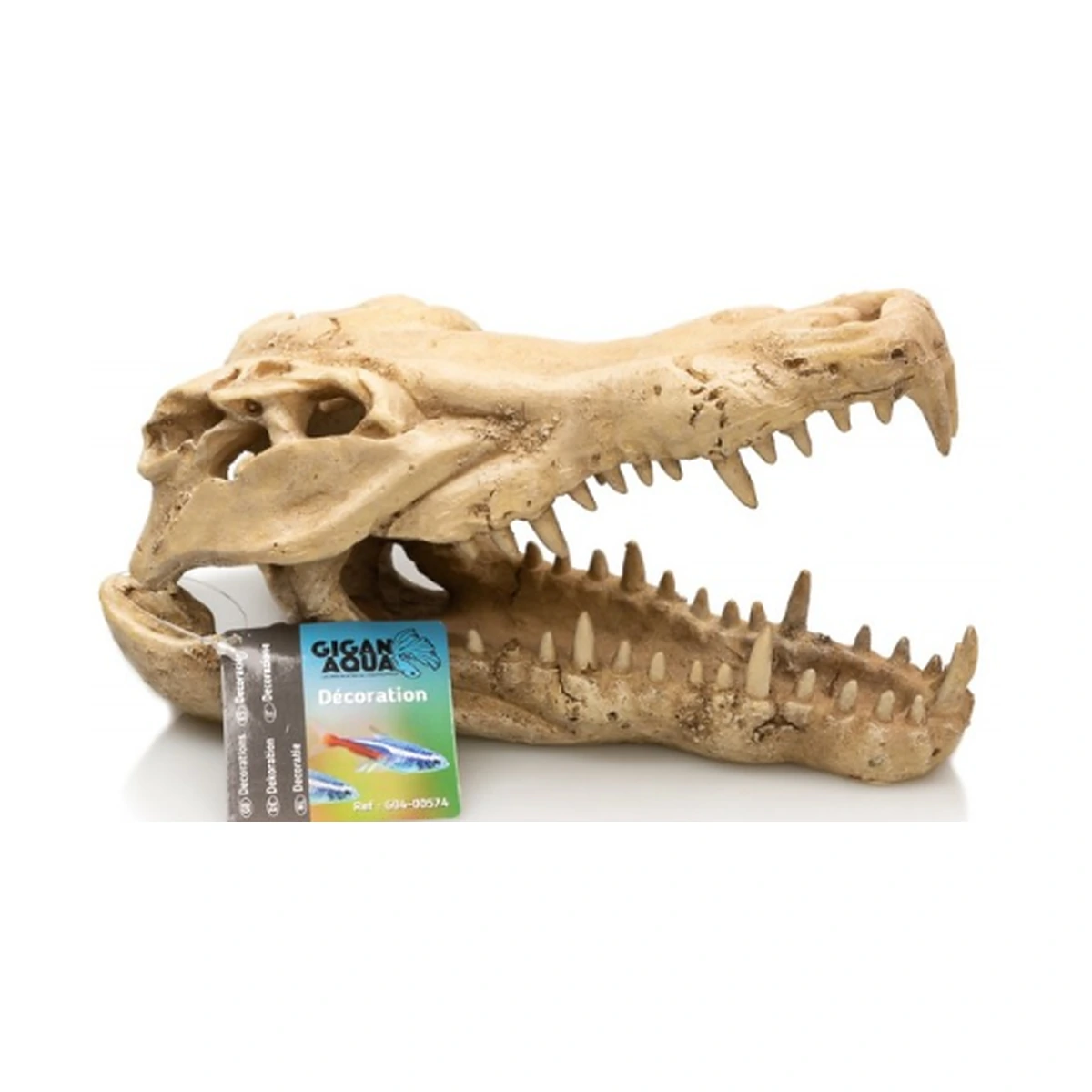 Craneo Cocodrilo Nº574 - 22 X 10.3 X 13Cm