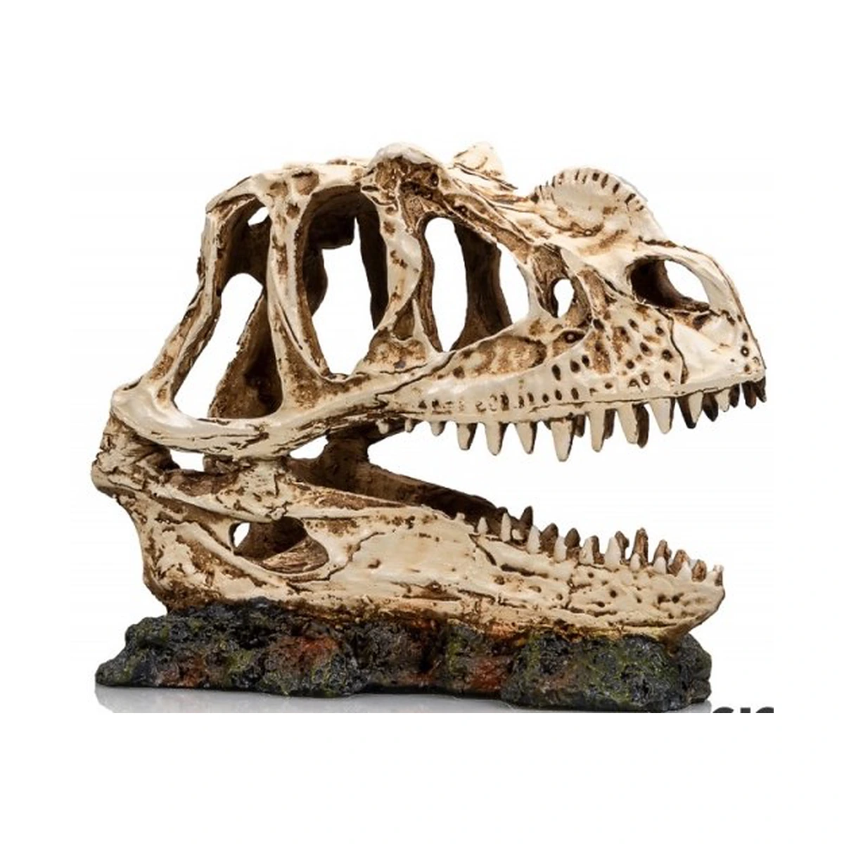 Cráneo Dinosaurio Nº334 – 19 X 9 X 14 Cm