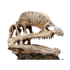 Craneo Dinosaurio Nº335 – 19 X 9 X 14 Cm