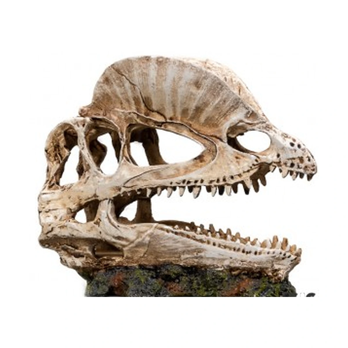 Craneo Dinosaurio Nº335 – 19 X 9 X 14 Cm