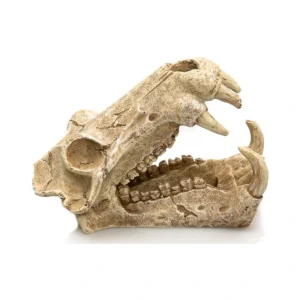 Craneo Tigre Nº575 - 20 X 11 X 13 Cm