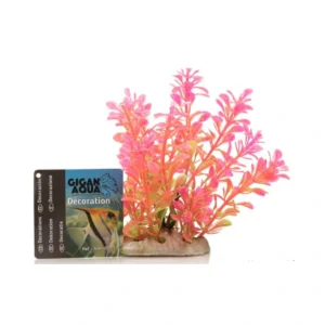 Planta Nº519 – 12Cm