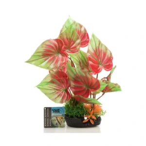Planta Nº535 – 28Cm